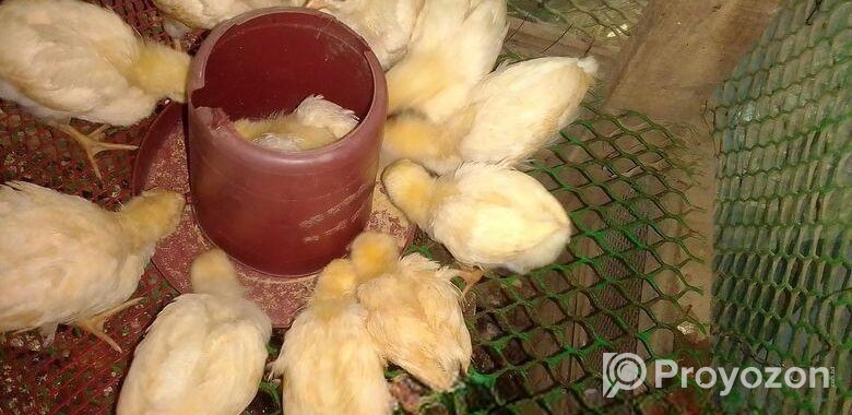 সাদা লেয়ার মুরগির বাচ্চা