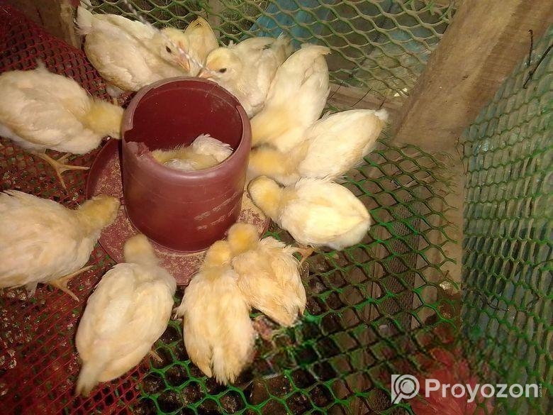 সাদা লেয়ার মুরগির বাচ্চা