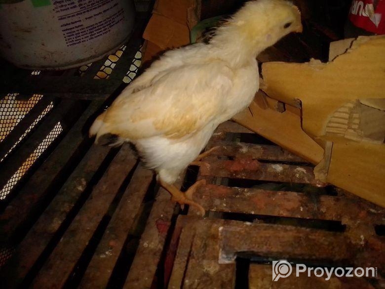 সাদা লেয়ার মুরগির বাচ্চা