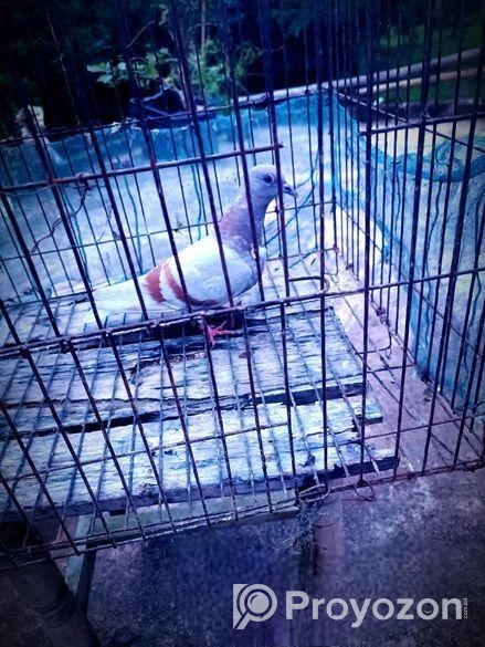 হাই ফ্লাইং কবুতর