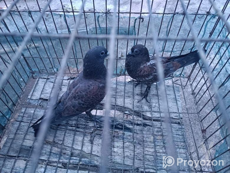 হাই ফ্লাইং কবুতর