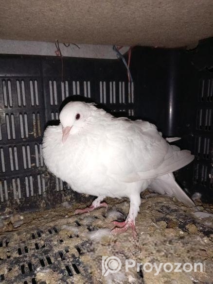 নর কাগজি কবুতর রানিং