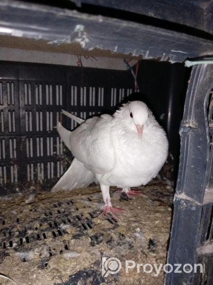 নর কাগজি কবুতর রানিং