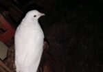 নর কাগজি কবুতর রানিং