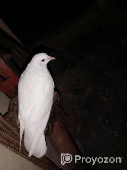 নর কাগজি কবুতর রানিং