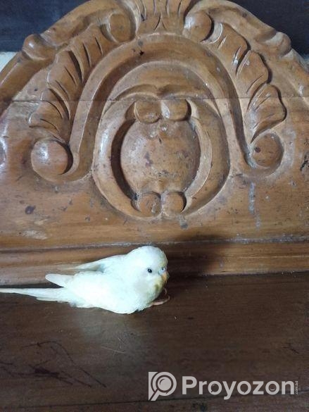 বাজরিগার পাখি বিক্রি হয়