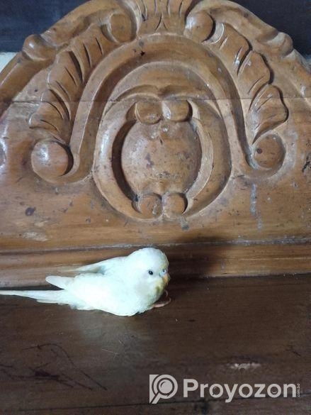 বাজরিগার পাখি বিক্রি হয়