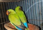Lovbird Pakhi