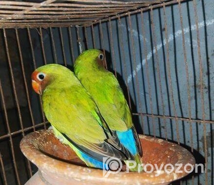 Lovbird Pakhi