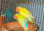Lovbird Pakhi
