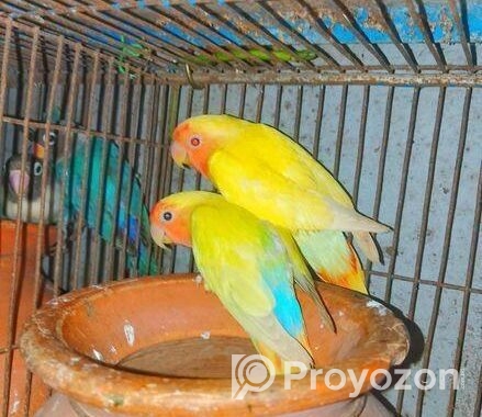 Lovbird Pakhi