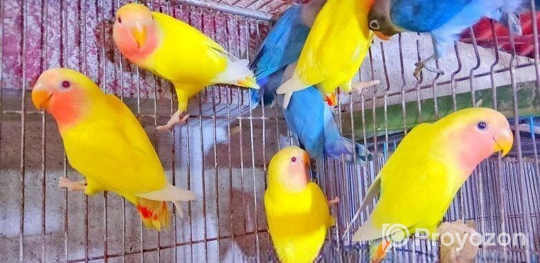 Lovbird New Adult