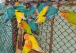 Lovbird New Adult