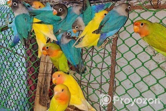 Lovbird New Adult