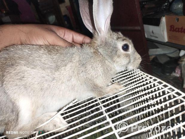 একটি ৫ মাস বয়সি ফিমেল খরগোশ