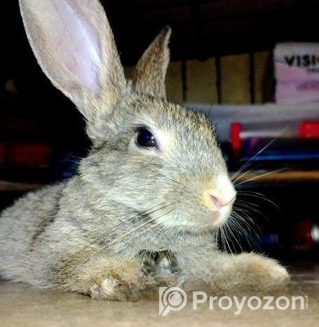 একটি ৫ মাস বয়সি ফিমেল খরগোশ