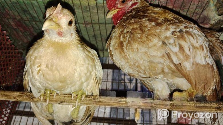 এক পেয়ার সেরমা মুরগি