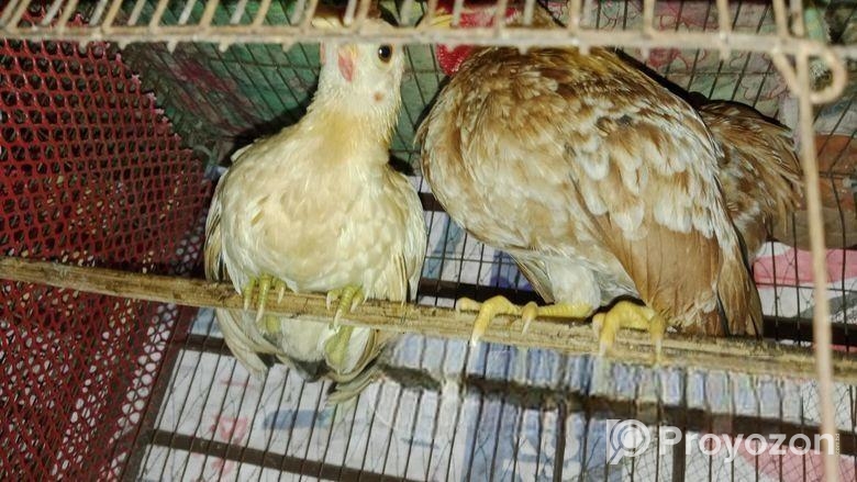 এক পেয়ার সেরমা মুরগি