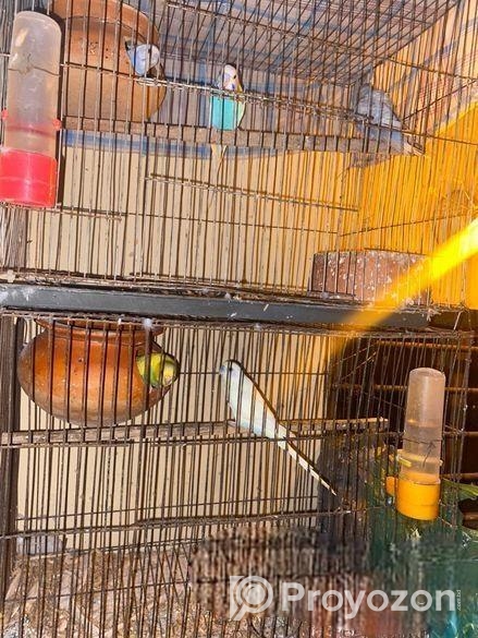 Bagigor Paki Bikri Kita Hobe .