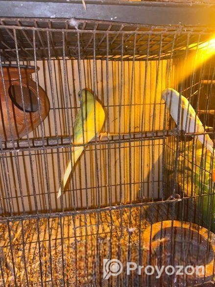 Bagigor Paki Bikri Kita Hobe .