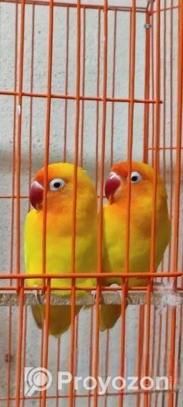 এক জোড়া লোটিনো ফিসার লাভ বার্ড রানিং