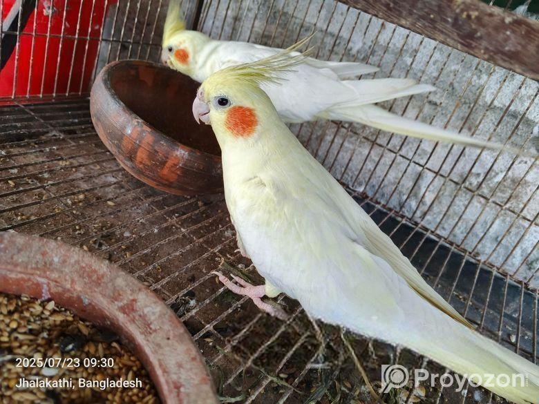 ২ পিচ বেবি সহ লুটিনো ককাটেল পাখি.