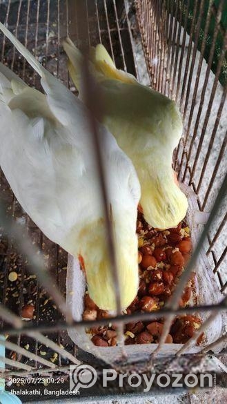 ২ পিচ বেবি সহ লুটিনো ককাটেল পাখি.