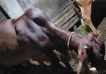 Good cow Sell Post