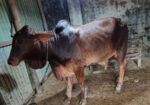 Good cow Sell Post