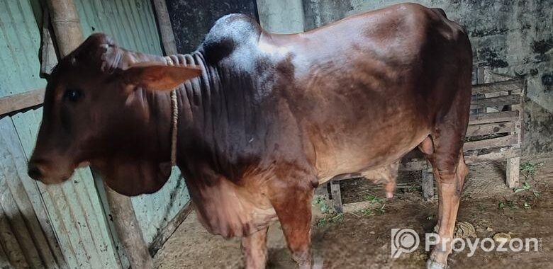 Good cow Sell Post
