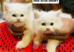 Persian Cat ‍Sell Post