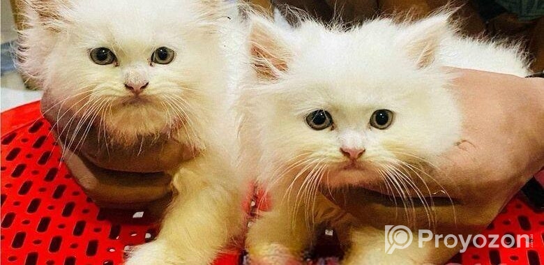 Persian Cat ‍Sell Post
