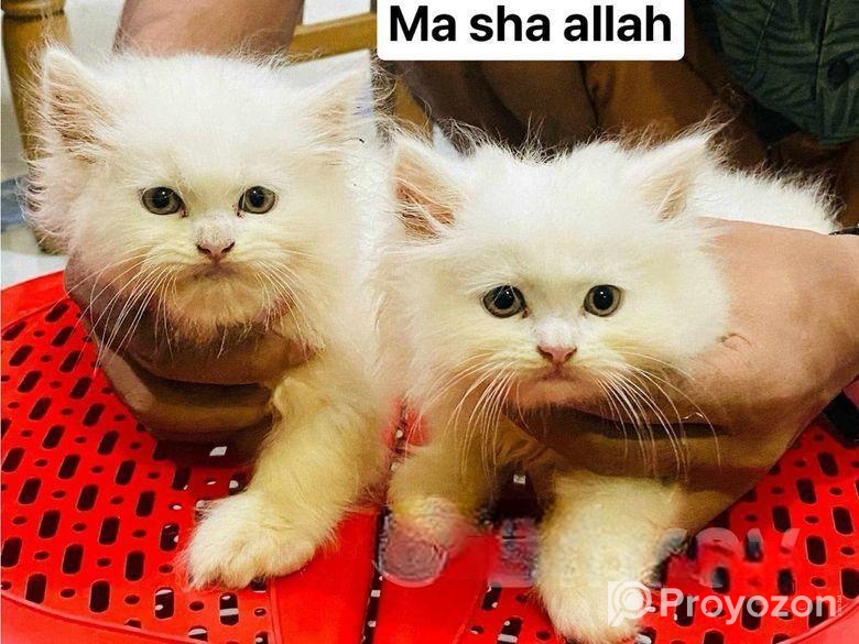 Persian Cat ‍Sell Post