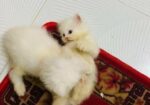 Persian Cat ‍Sell Post