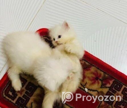 Persian Cat ‍Sell Post