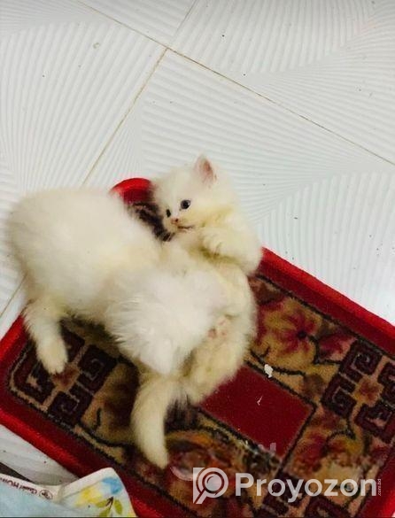 Persian Cat ‍Sell Post