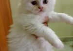 Persian Kitten Sell Post