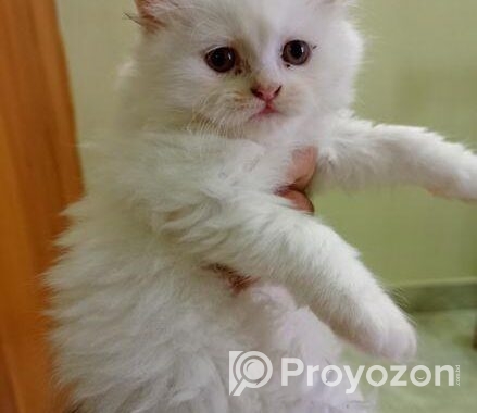 Persian Kitten Sell Post