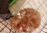 Persian Kitten Sell Post