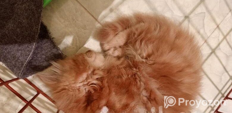 Persian Kitten Sell Post