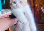 Mix persian M/F