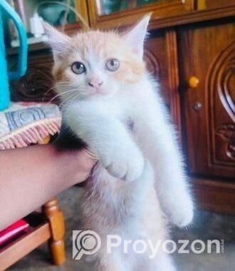 Mix persian M/F