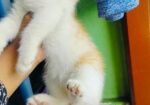 Mix persian M/F