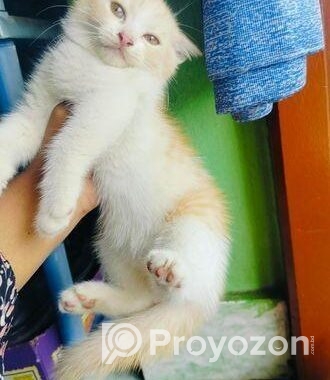 Mix persian M/F