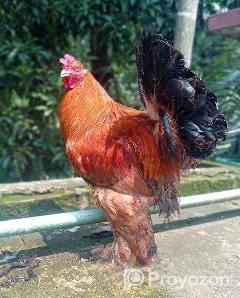 রানিং কলম্বিয়ান লাইট ব্রাহমা ও বাফ