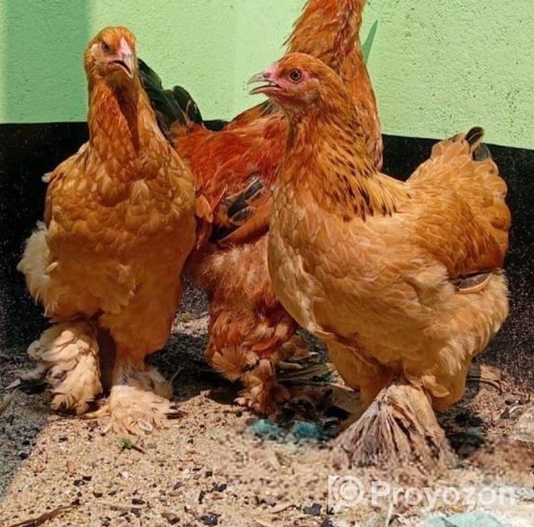 রানিং কলম্বিয়ান লাইট ব্রাহমা ও বাফ