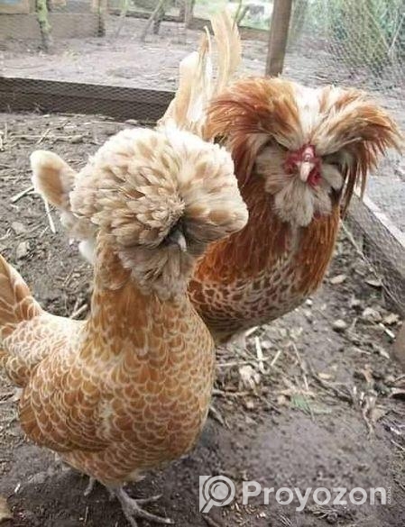 কোয়ালিটি ফুল বাফ পলিশ ক্যাপ বাচ্চা বিক