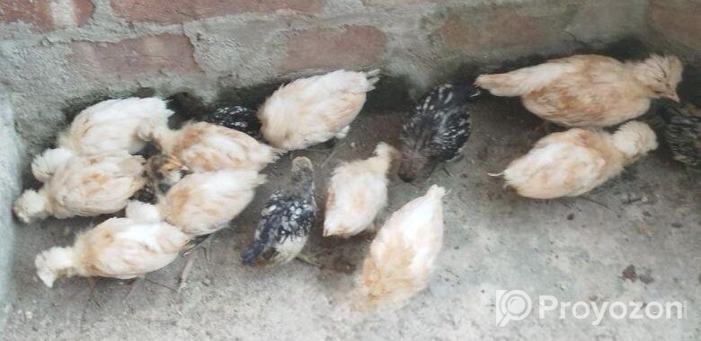 কোয়ালিটি ফুল বাফ পলিশ ক্যাপ বাচ্চা বিক