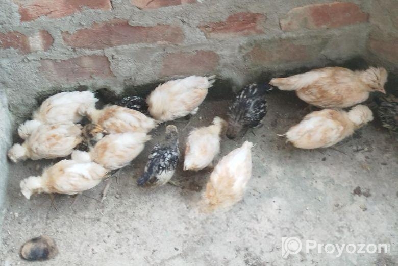 কোয়ালিটি ফুল বাফ পলিশ ক্যাপ বাচ্চা বিক