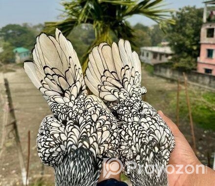 বাফ পলিশকেপ,সিলভার সেব্রাইট বাচ্চা সেল হবে